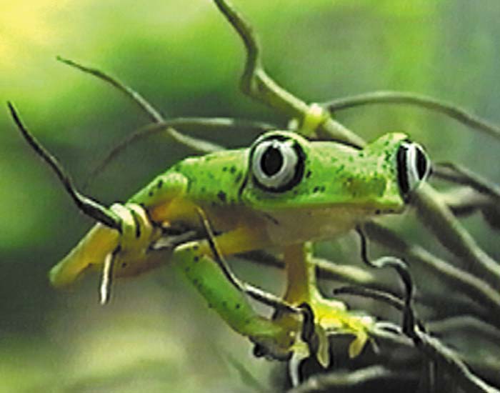 Amphibien - DVD