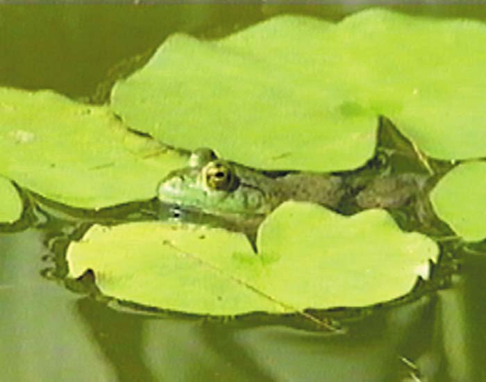 Amphibien - DVD
