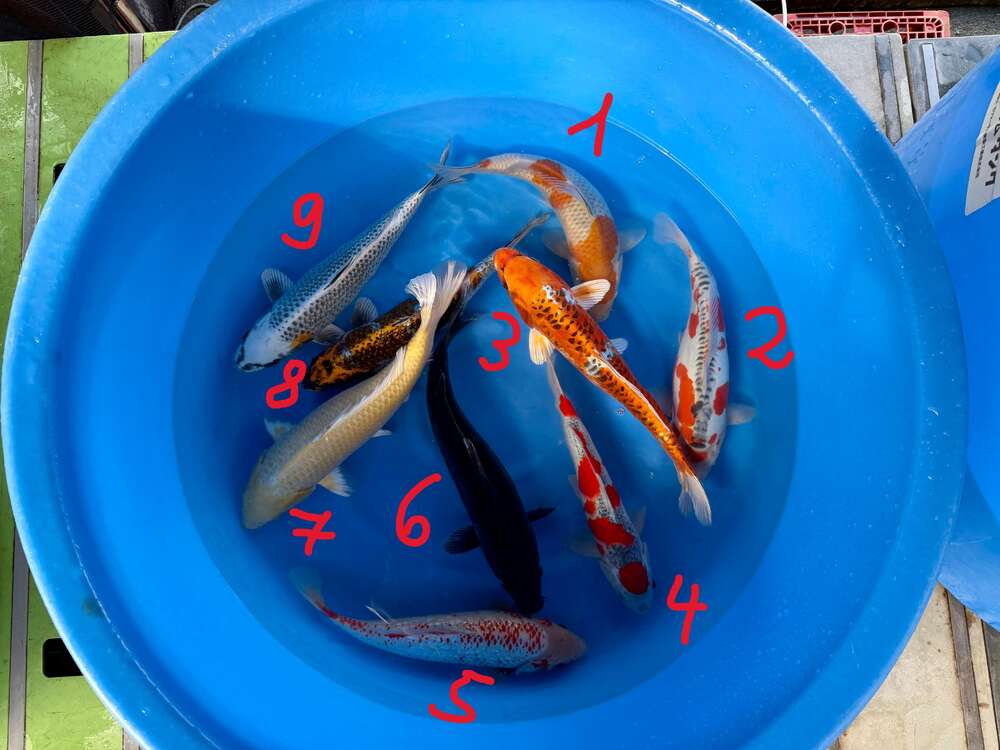 Ikarashi 35-43 cm