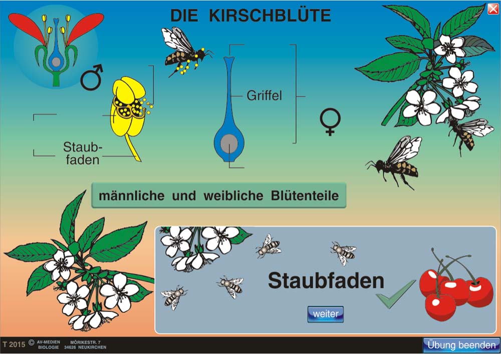 Botanik 1: Blütenpflanzen
