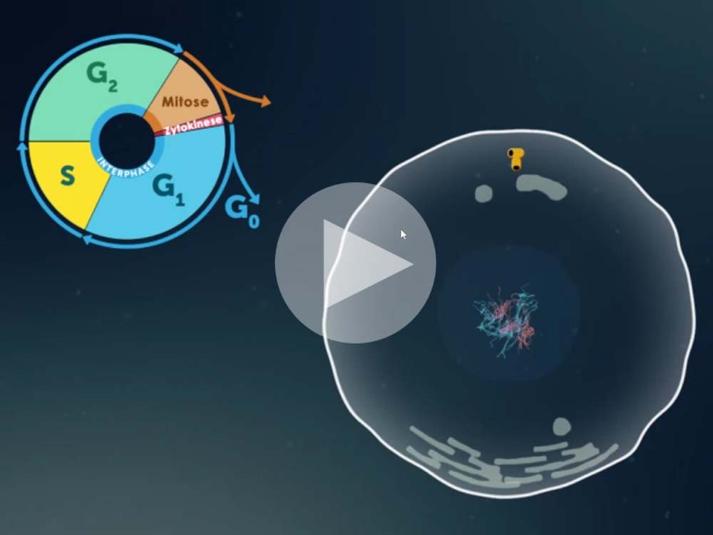 Didaktische DVD Mitose und Meiose