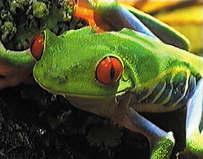 Amphibien - DVD