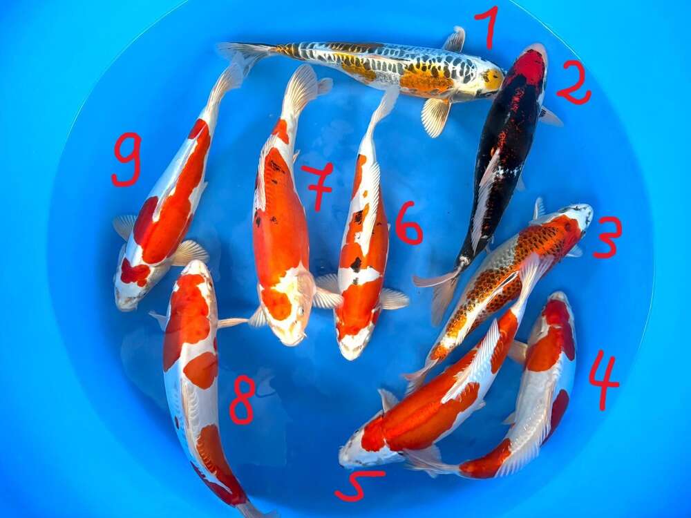 Marusaka Premium Qualität 38-42 cm