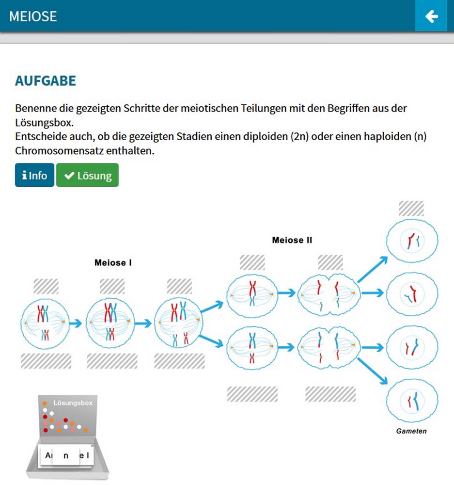 Didaktische DVD Mitose und Meiose