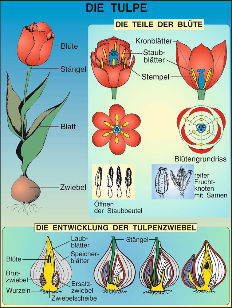 Grundwissen Botanik 1