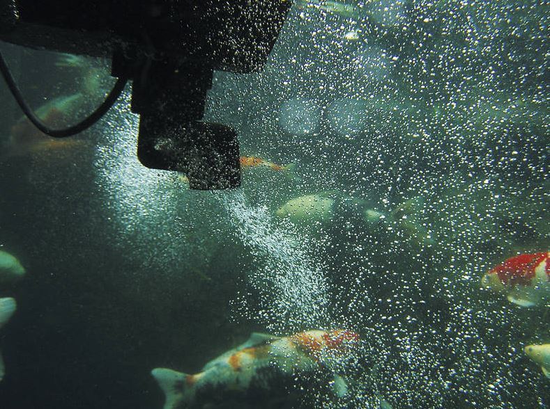 SwimSkim 50