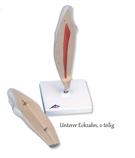 Zahnmodelle - 5 Modelle