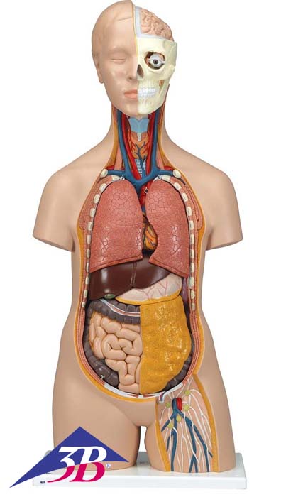 Standard Torso Modell, geschlechtsneutral, 12-teilig