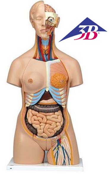 Luxus Torso Modell, mit weiblichen &amp; männlichen Geschlechtsorganen, 24-teilig