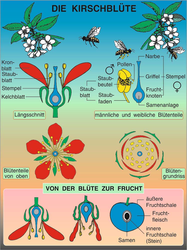 Grundwissen Botanik 1