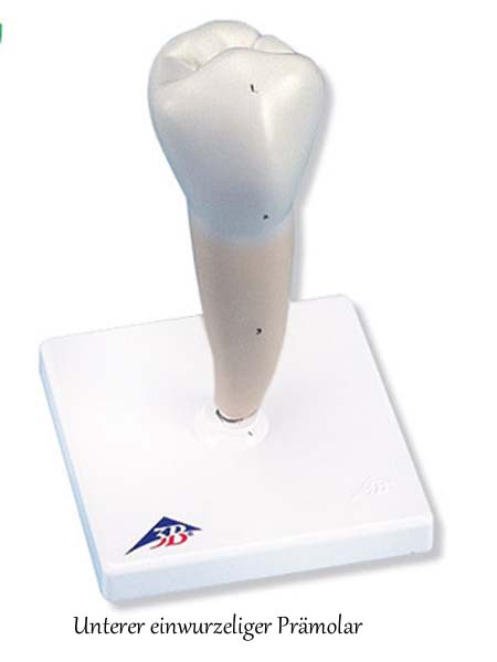 Zahnmodelle - 5 Modelle