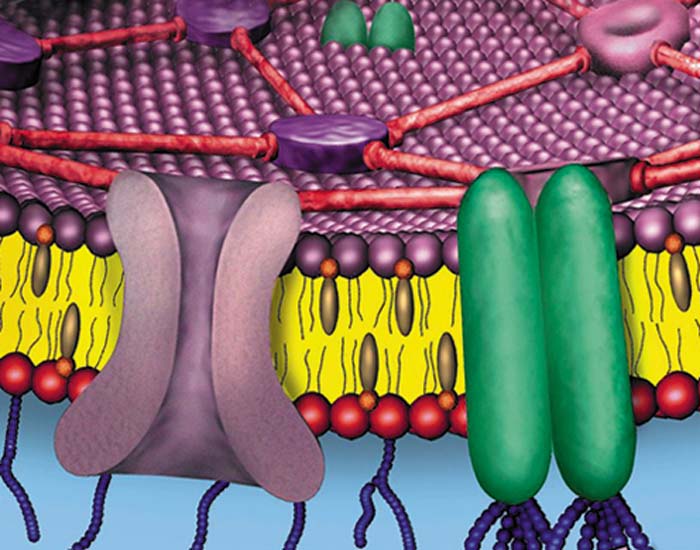 Membranpotenziale - DVD