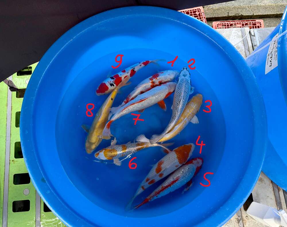 Ikarashi 35-40 cm