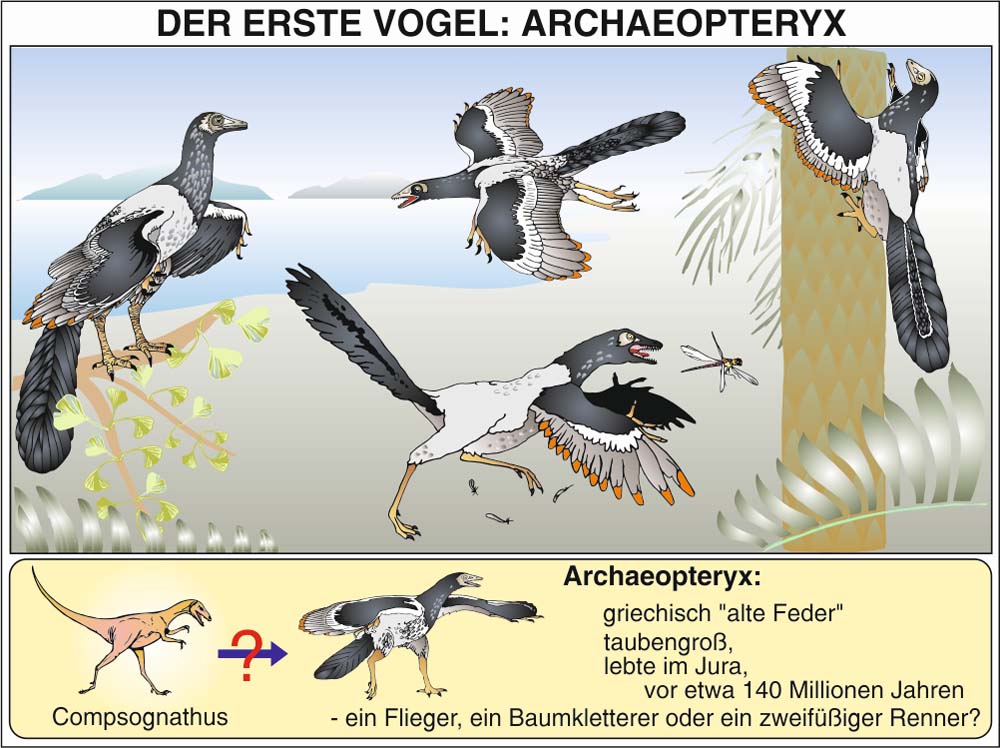 Transparentmappe - Evolution 1