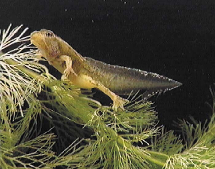 Embryonalentwicklung: Seeigel und Frosch - DVD