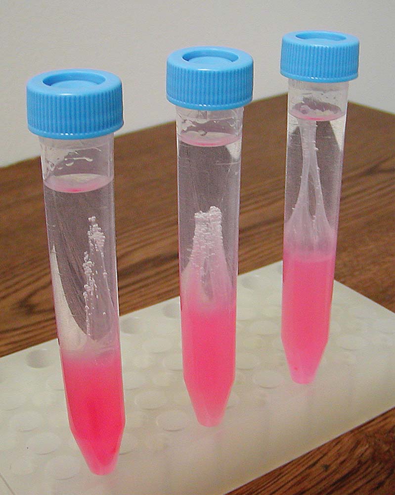 DNA-Gewinnung, Experimentier-Kit