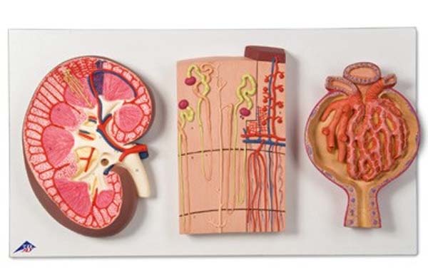 Modell Serie mit Nierenschnitt, Nephron, Blutgefäßen &amp; Nierenkörperchen